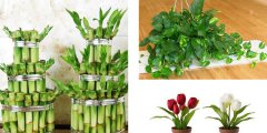 利用花卉植物凈化室內(nèi)環(huán)境應(yīng)注意哪些事項呢？